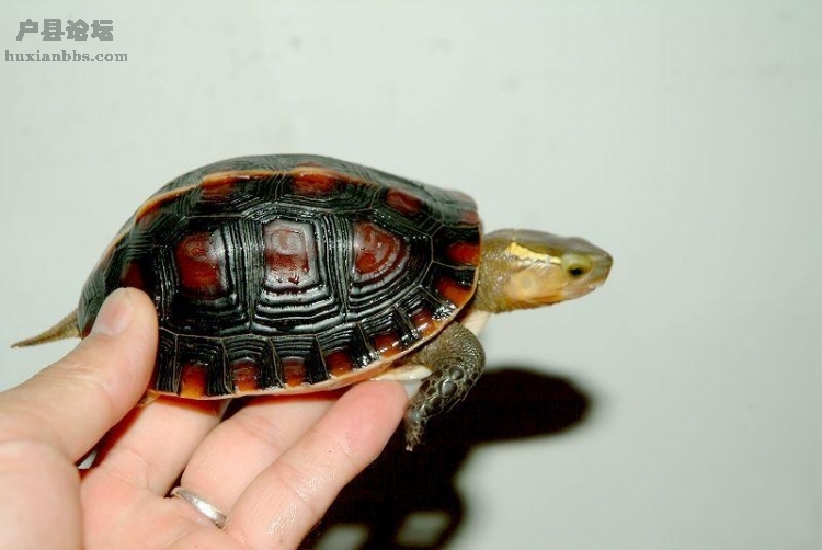 安徽黃緣龜2.jpg