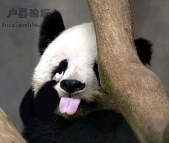 貓貓.jpg